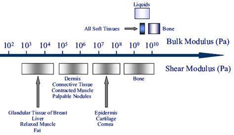 mechanical testing of soft tissue|elastic modulus vs soft tissue.